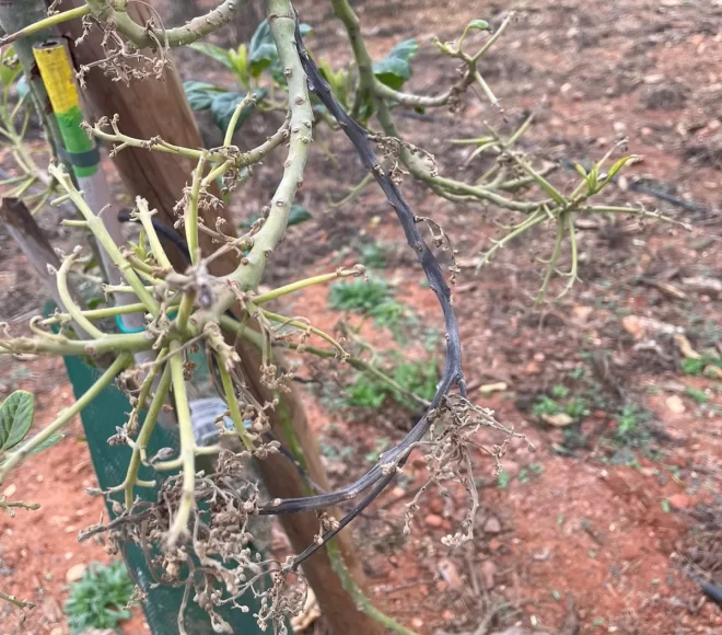 Arbol en Tratamiento Antes