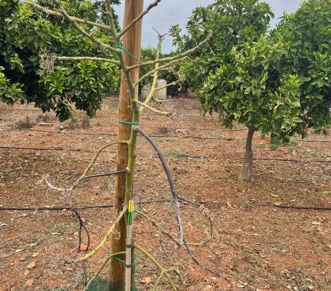 Arbol en Tratamiento Antes