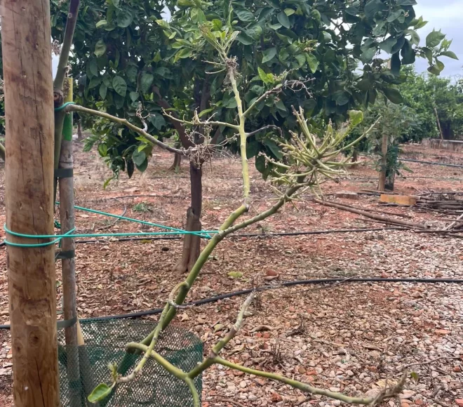 Arbol en Tratamiento Antes