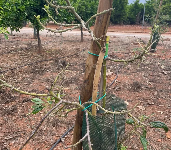 Arbol en Tratamiento Antes