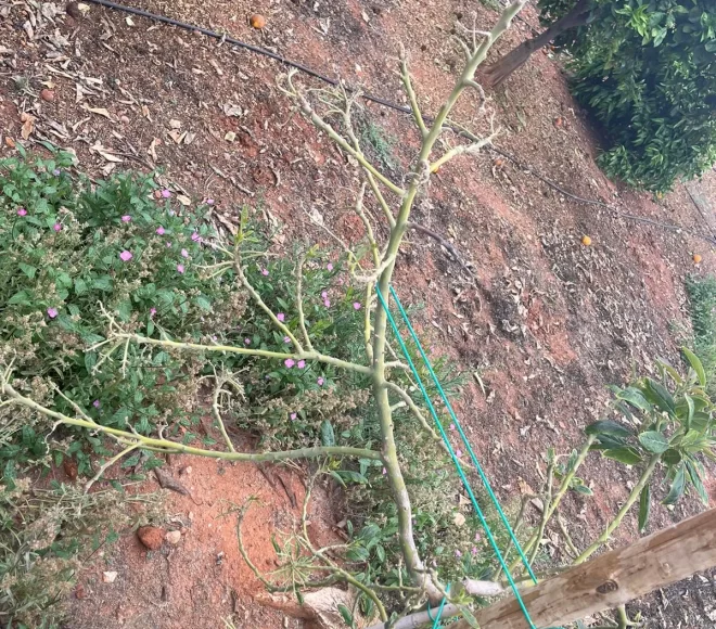 Arbol en Tratamiento Antes