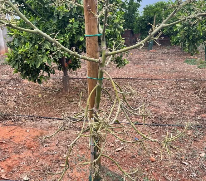 Arbol en Tratamiento Antes