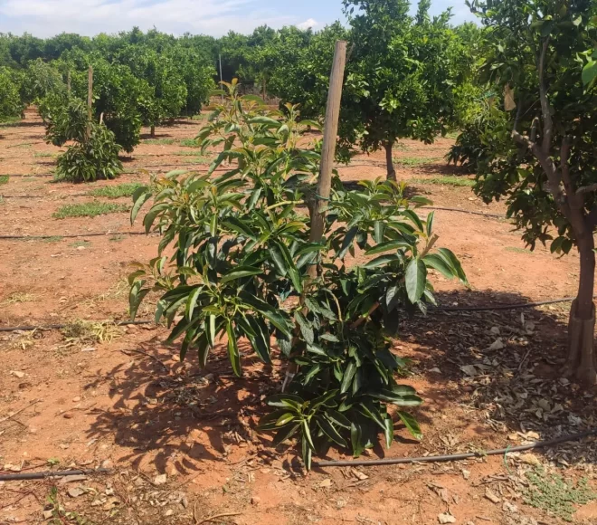 Arbol Tratado Después