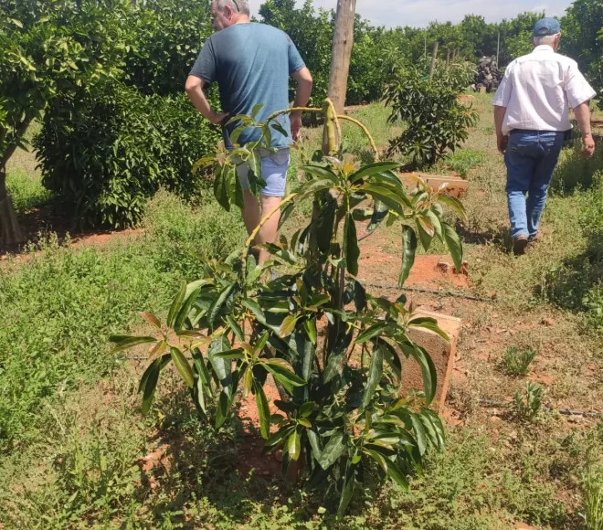 Arbol Tratado Después