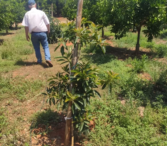Arbol Tratado Después