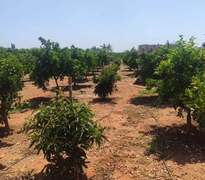 Arbol Tratado Después