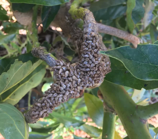 Slugs tratamiento antes