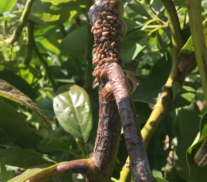 Slugs tratamiento antes