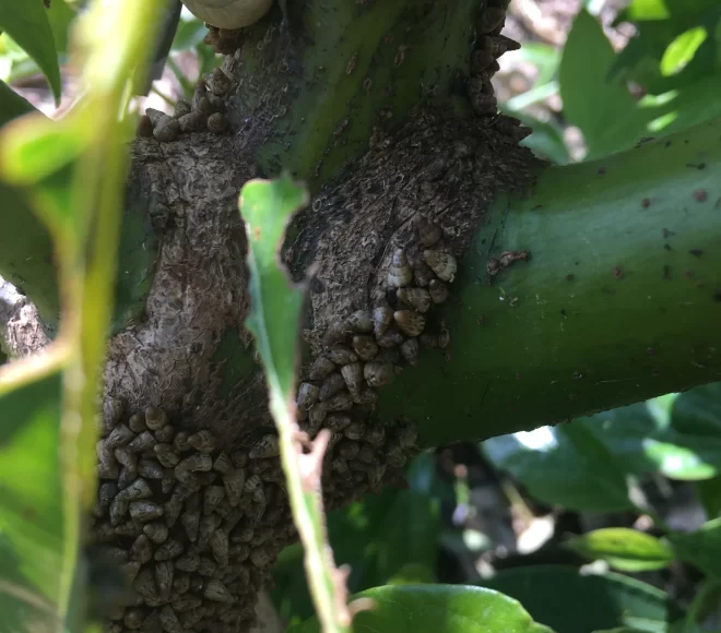 Slugs tratamiento antes