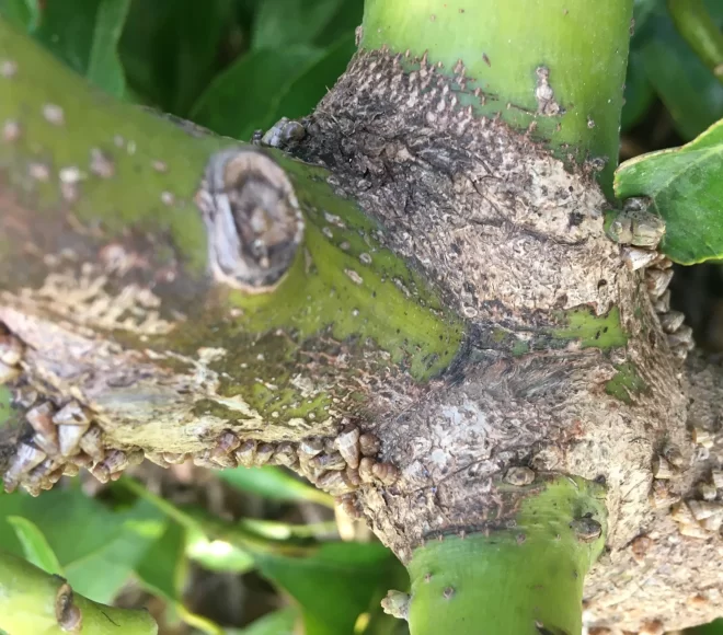 Slugs tratamiento después