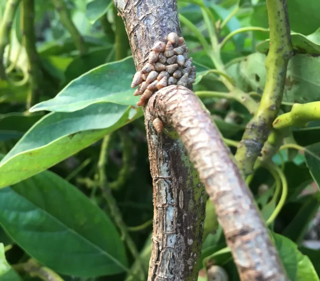 Slugs tratamiento después