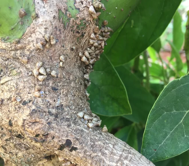 Slugs tratamiento después