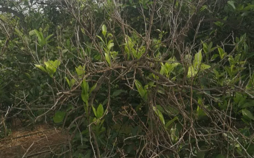 Se observan hojas pequeñas y una fuerte defoliación.