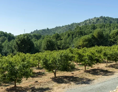 Campo de naranjos biofertilizados